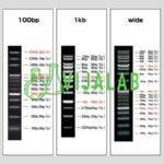 Điểm đánh dấu thang DNA